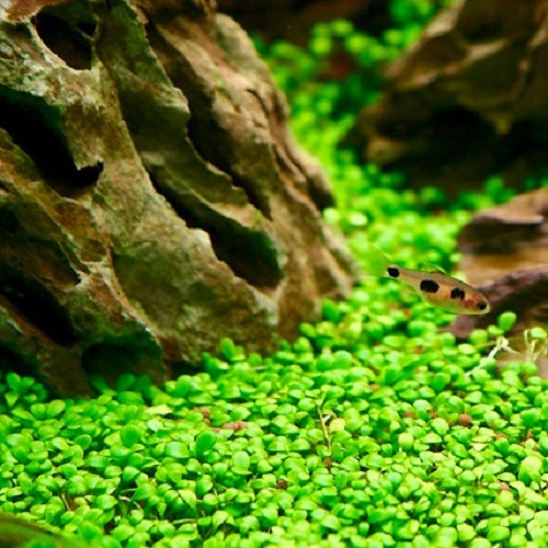 Glossostigma elantinoides in pot